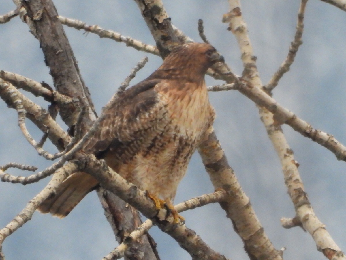 Red-tailed Hawk - ML646224211