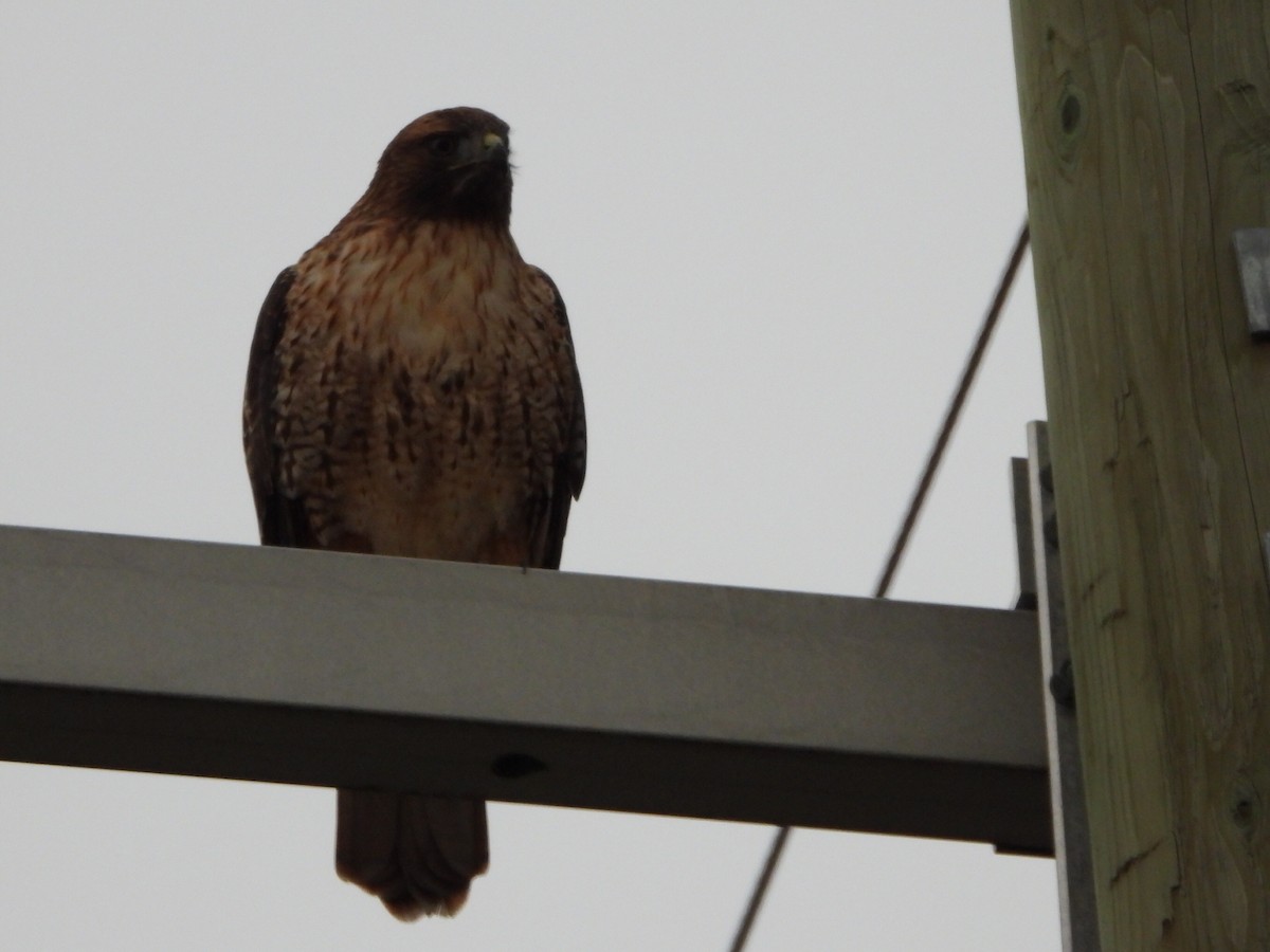 Red-tailed Hawk - ML646224212