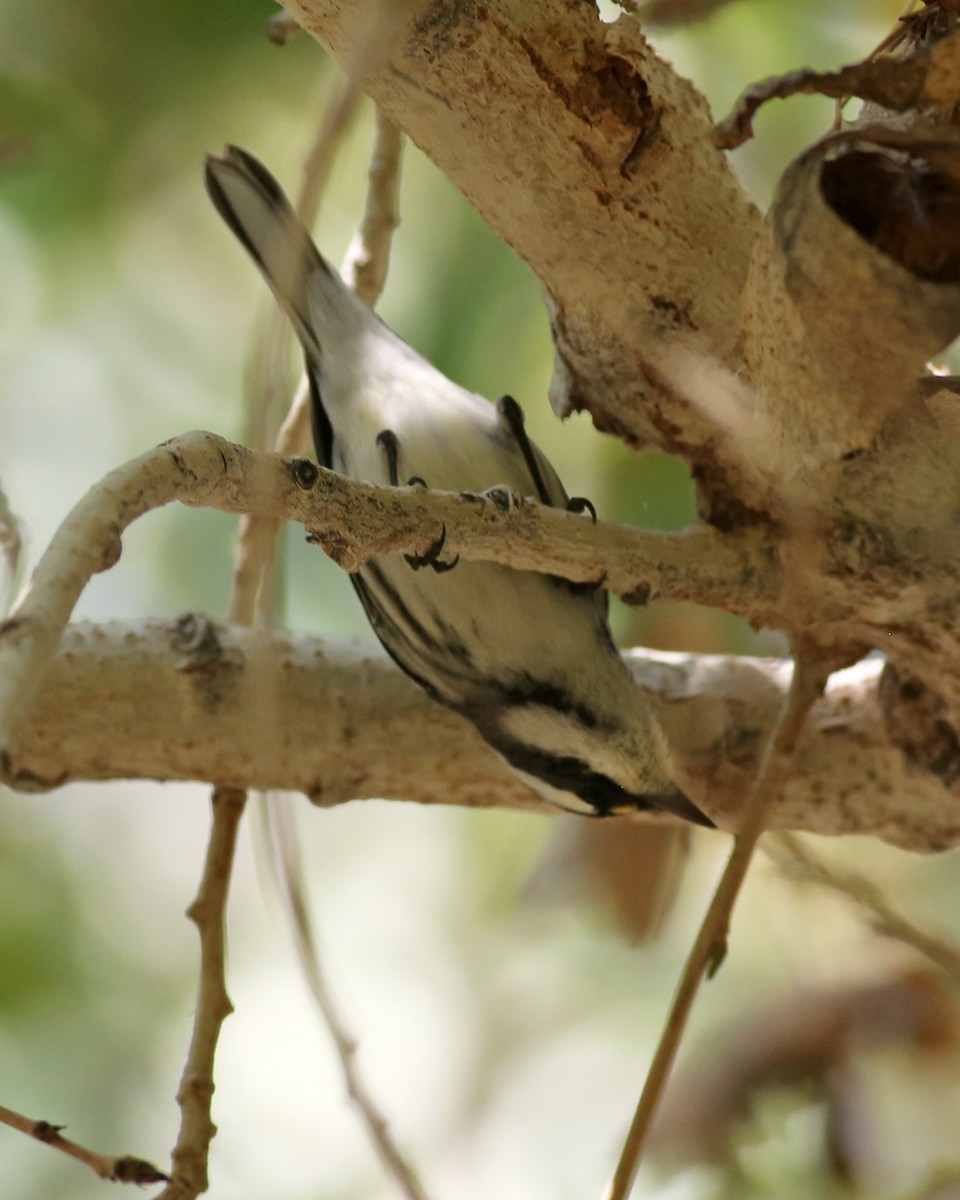 Black-throated Gray Warbler - ML646224213
