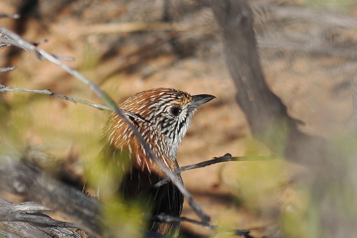 Sandhill Grasswren - ML646224214