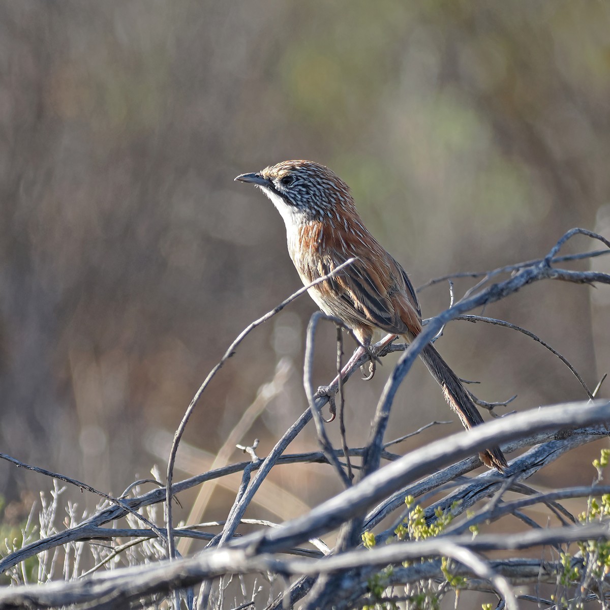 Sandhill Grasswren - ML646224215