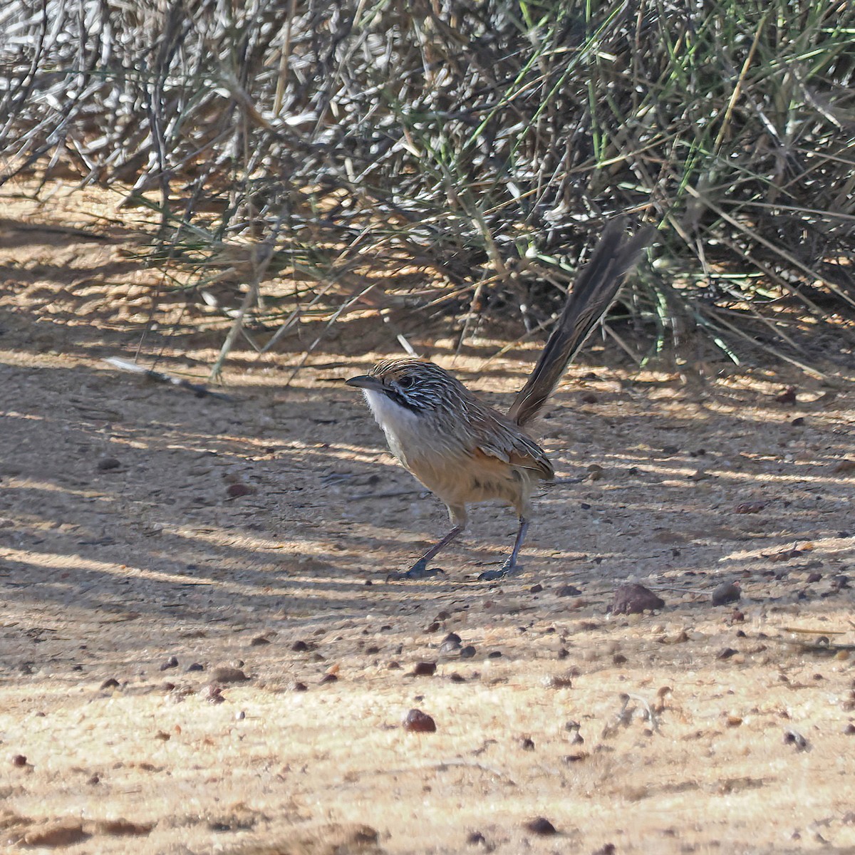 Sandhill Grasswren - ML646224216
