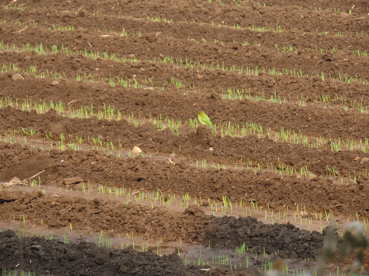 Asian Green Bee-eater - ML646224217