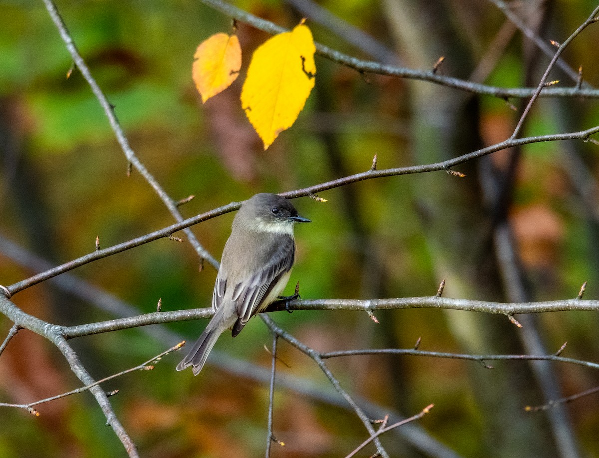 Eastern Phoebe - ML646224218