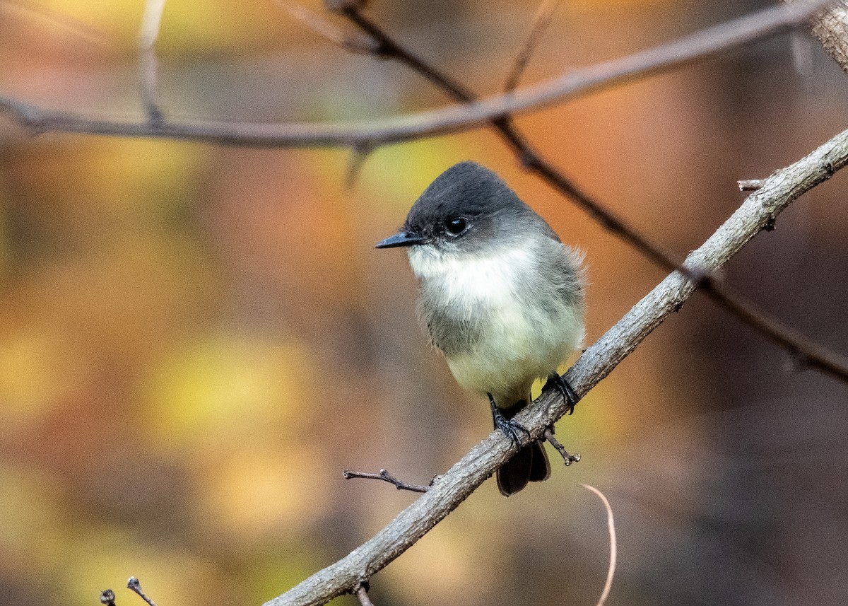 Eastern Phoebe - ML646224219