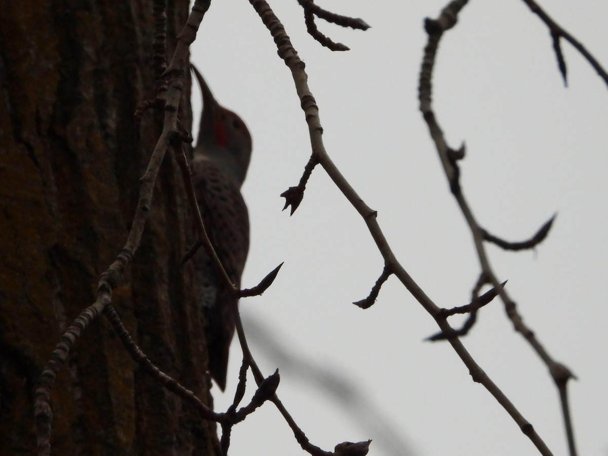 Northern Flicker - ML646224220