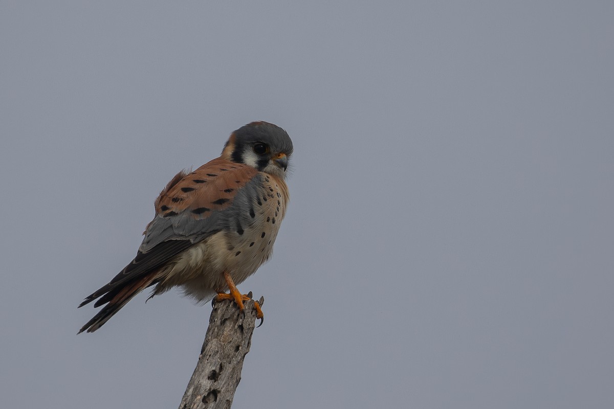 American Kestrel - ML646224221