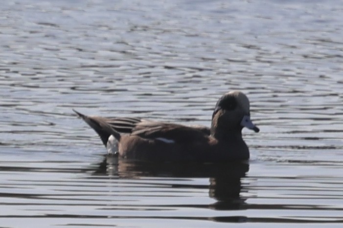 American Wigeon - ML646224222