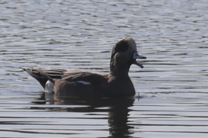 American Wigeon - ML646224223