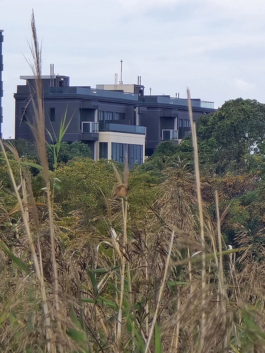 Chinese Penduline-Tit - ML646224224