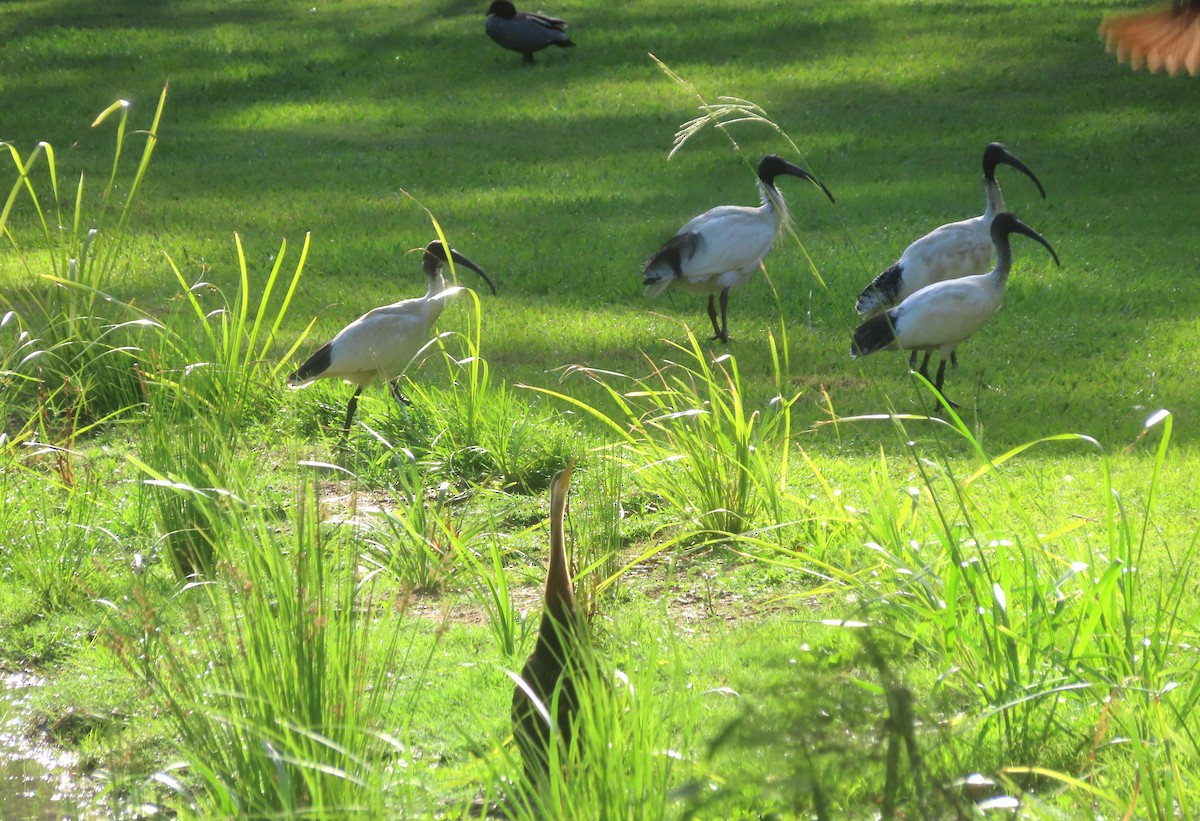 Australian Ibis - ML646224225