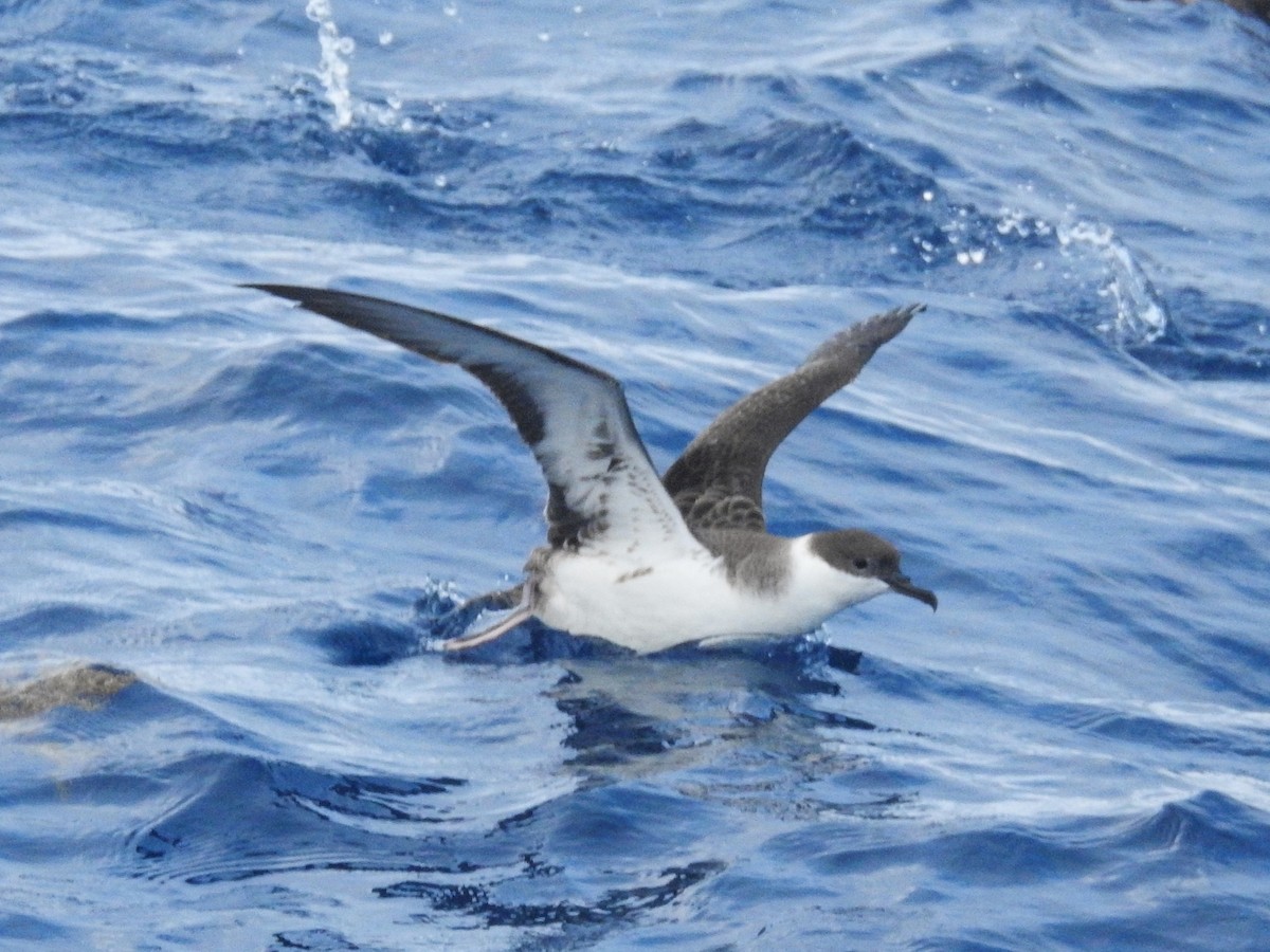 Great Shearwater - ML646224226
