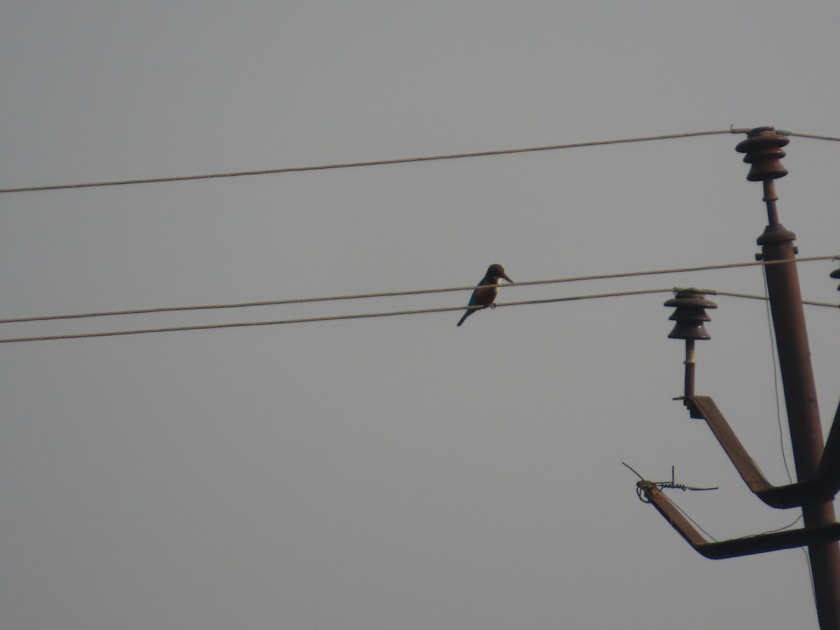 White-throated Kingfisher - ML646224227