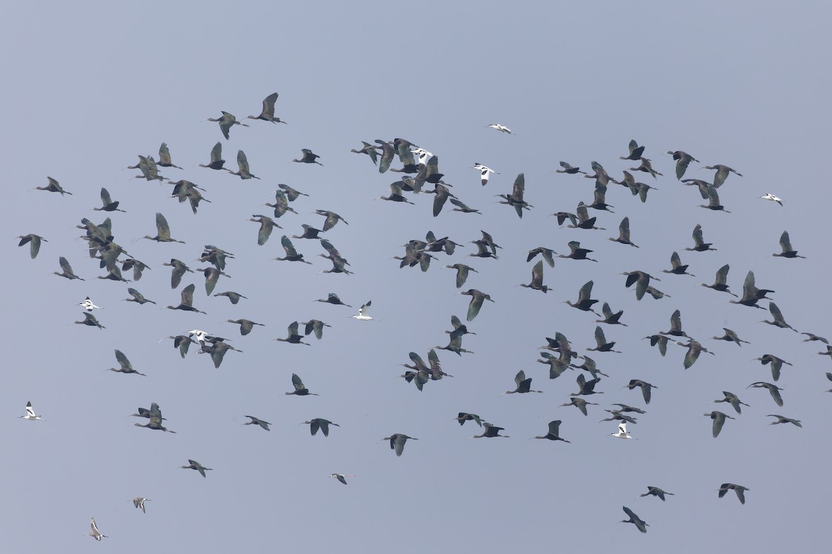 Glossy Ibis - ML646224228