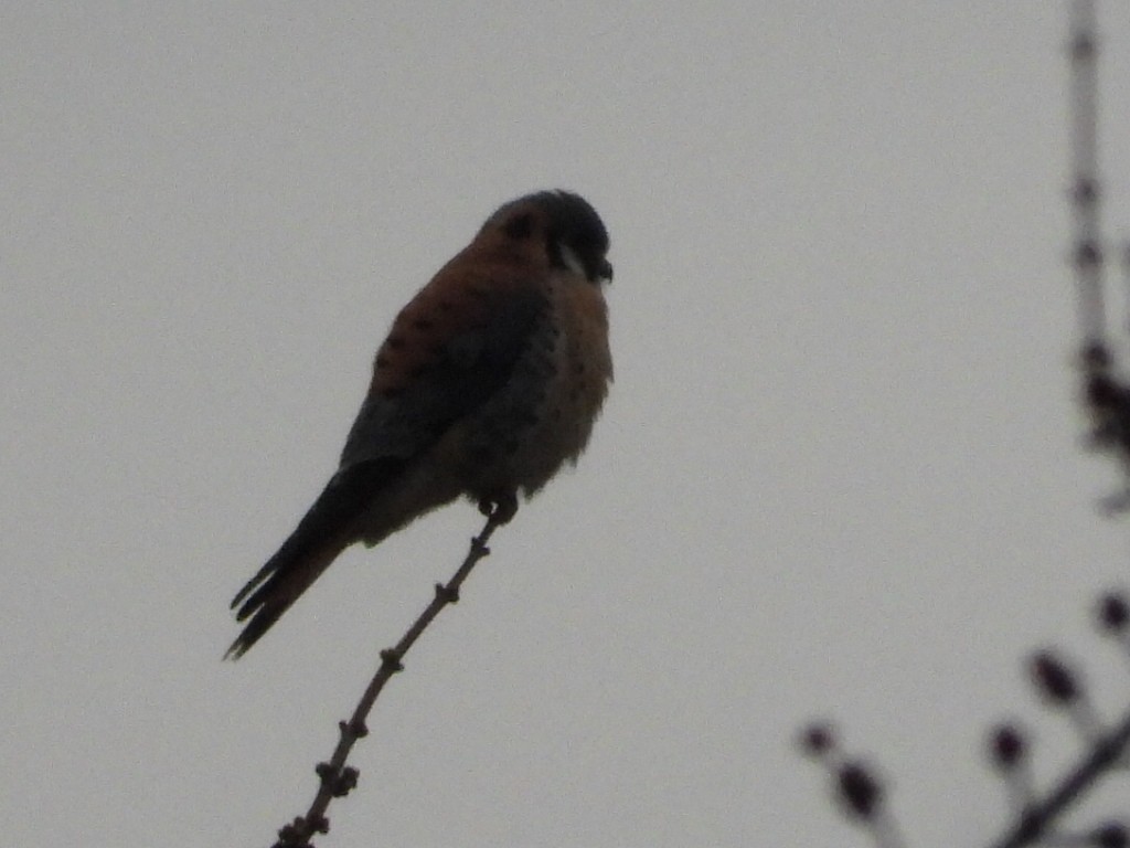 American Kestrel - ML646224229