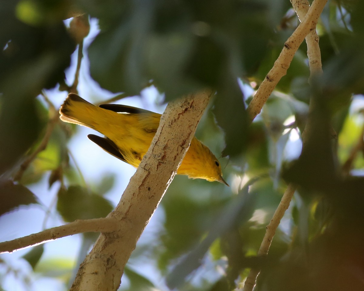 Northern Yellow Warbler - ML646224230
