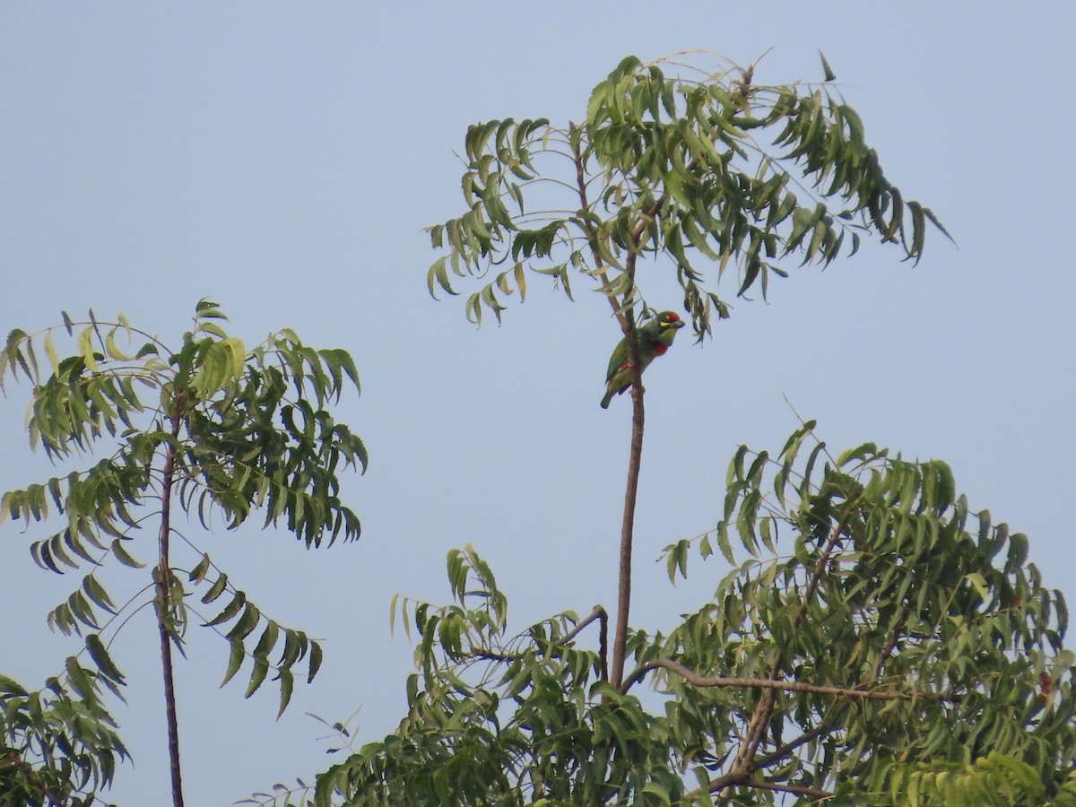 Coppersmith Barbet - ML646224231