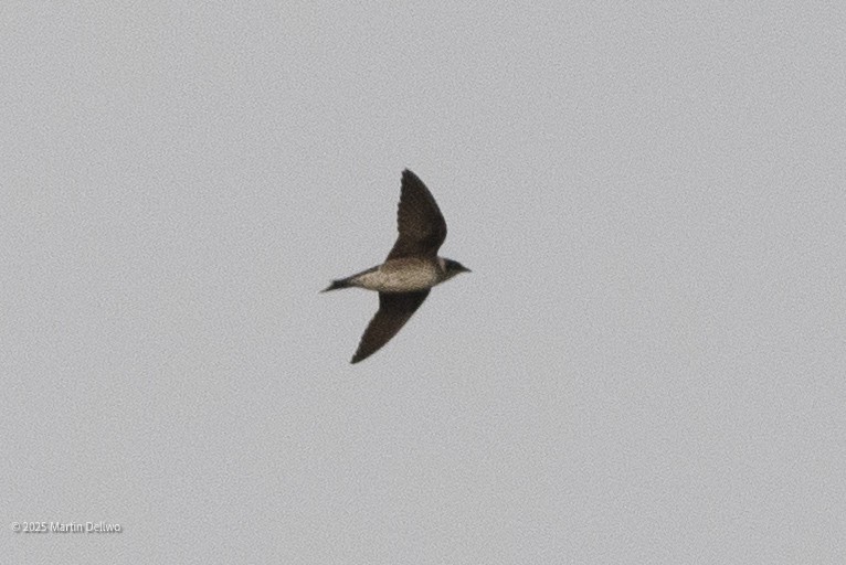 Cliff Swallow - ML646224232
