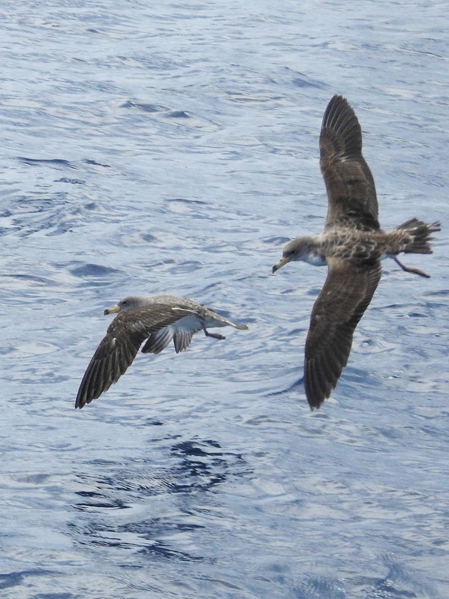 Scopoli's Shearwater - ML646224241