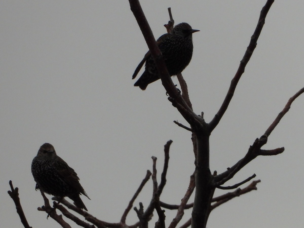 Storno - ML646224245