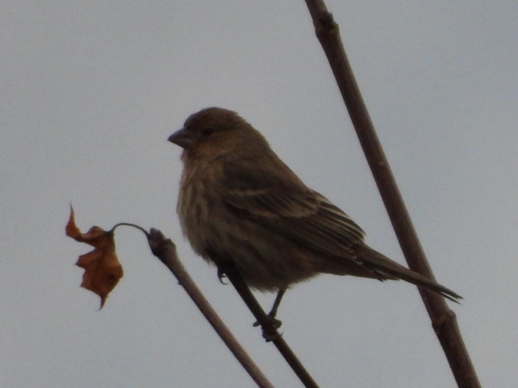 House Finch - ML646224256