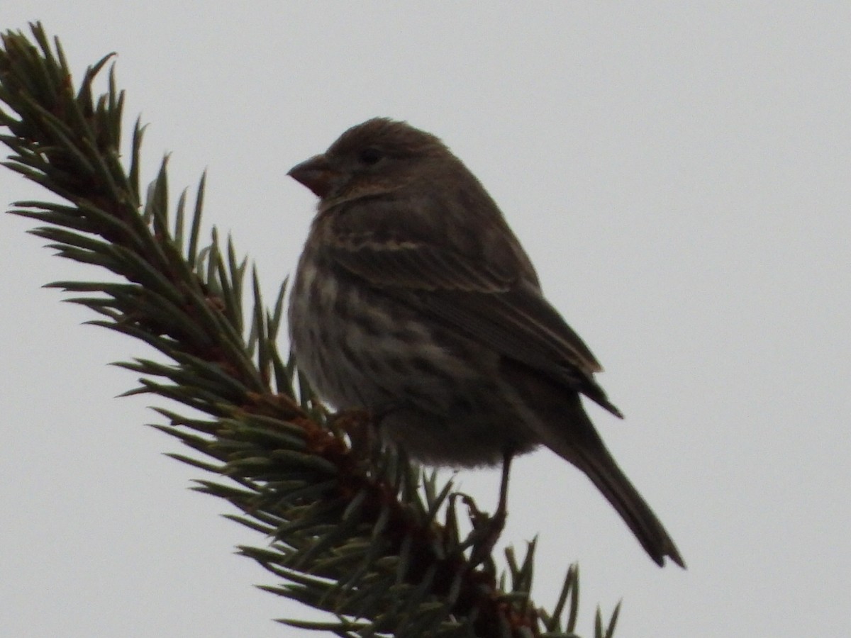 House Finch - ML646224257