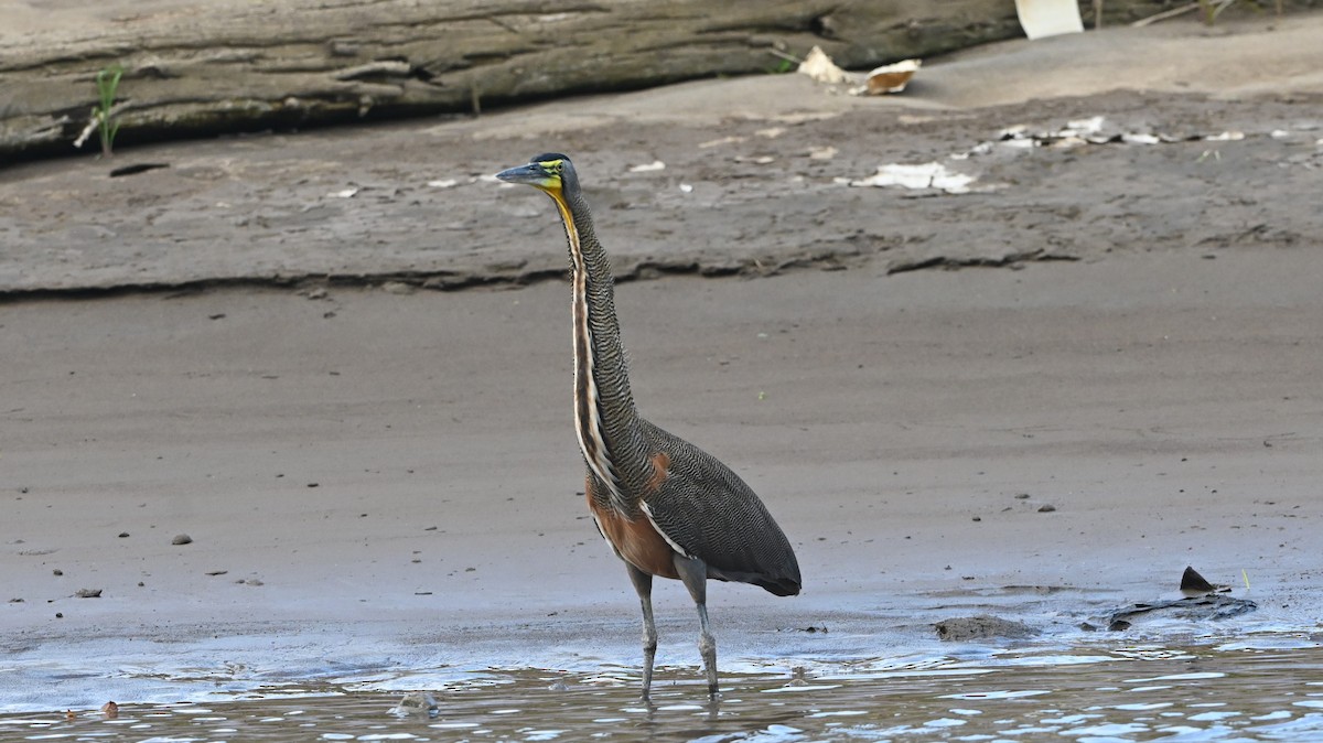 Bare-throated Tiger-Heron - ML646224258