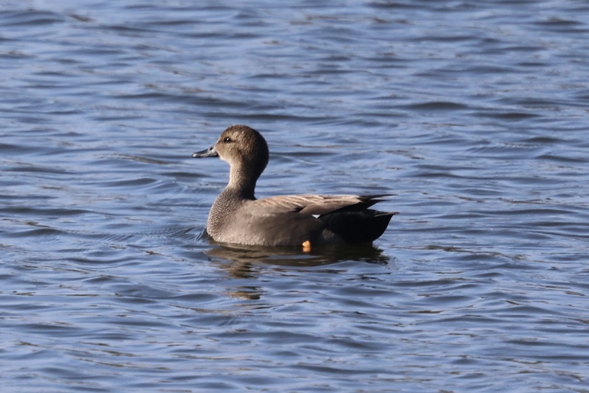 Нерозень - ML646224262