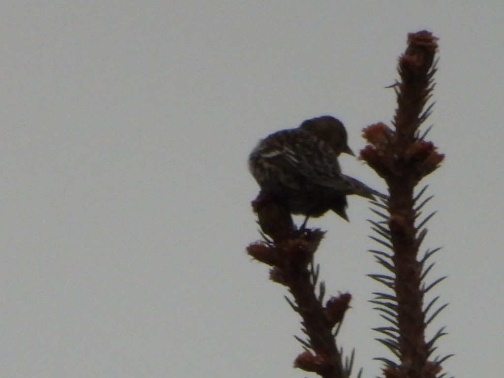 Pine Siskin - ML646224265