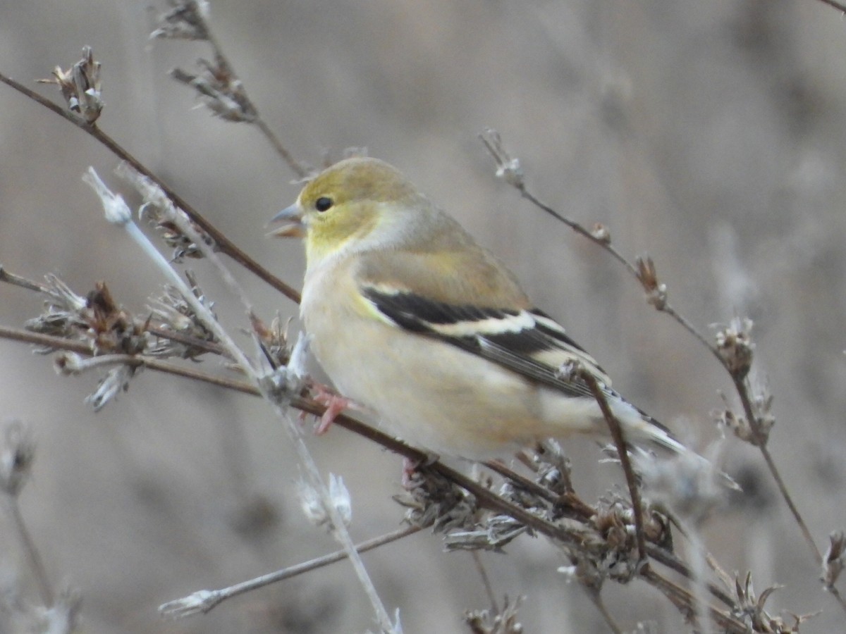 American Goldfinch - ML646224268