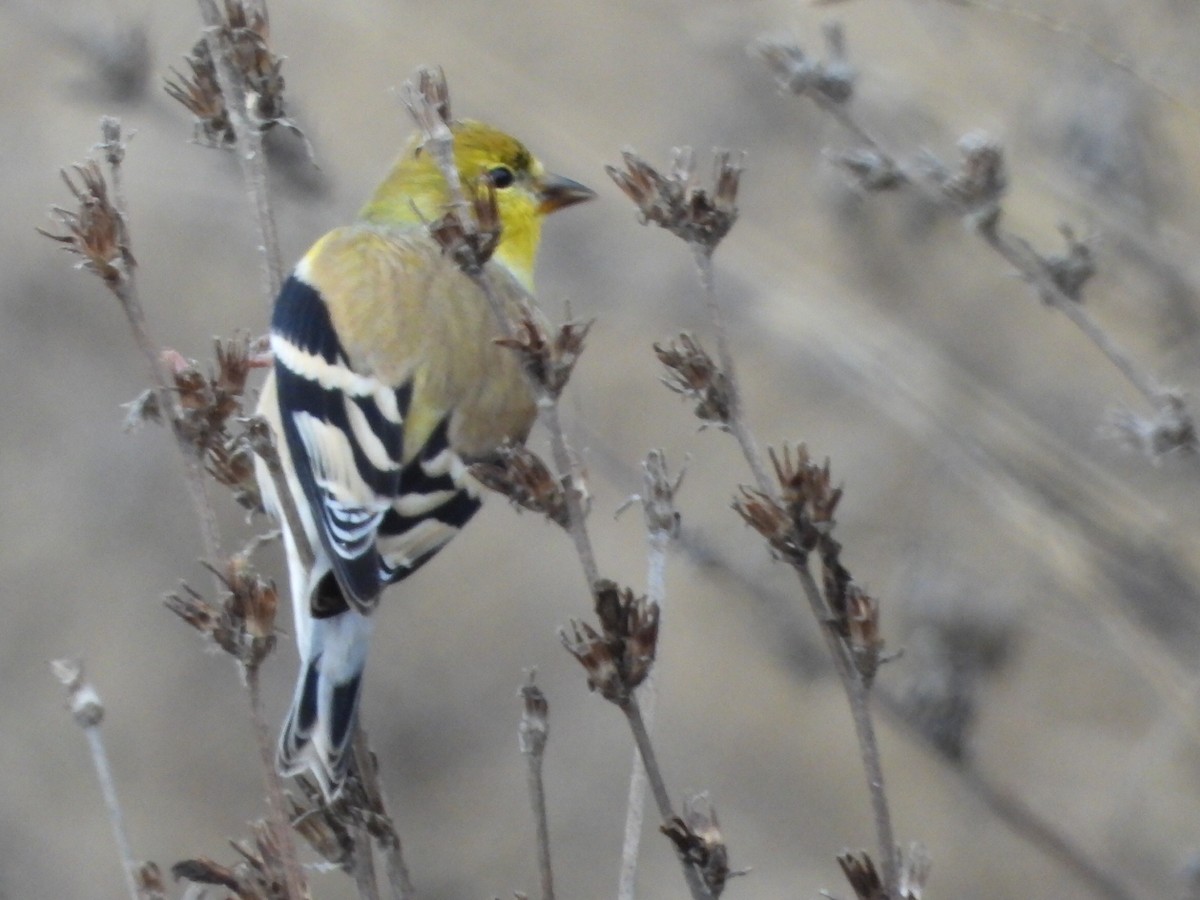 American Goldfinch - ML646224269