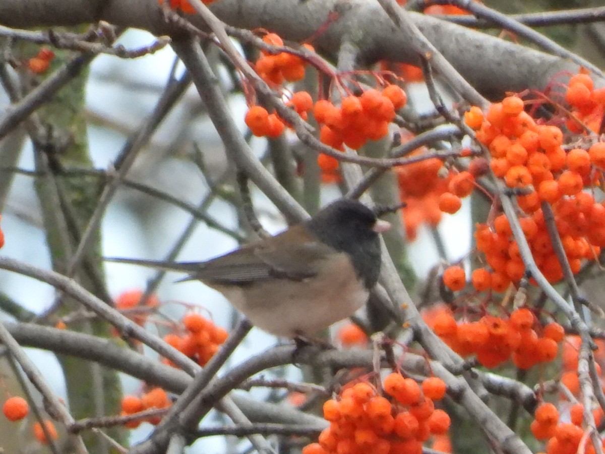 Dark-eyed Junco - ML646224270