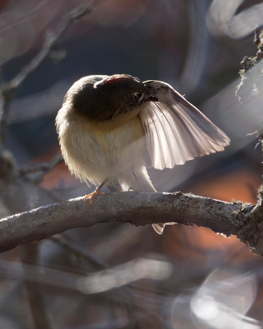 Ruby-crowned Kinglet - ML646224273