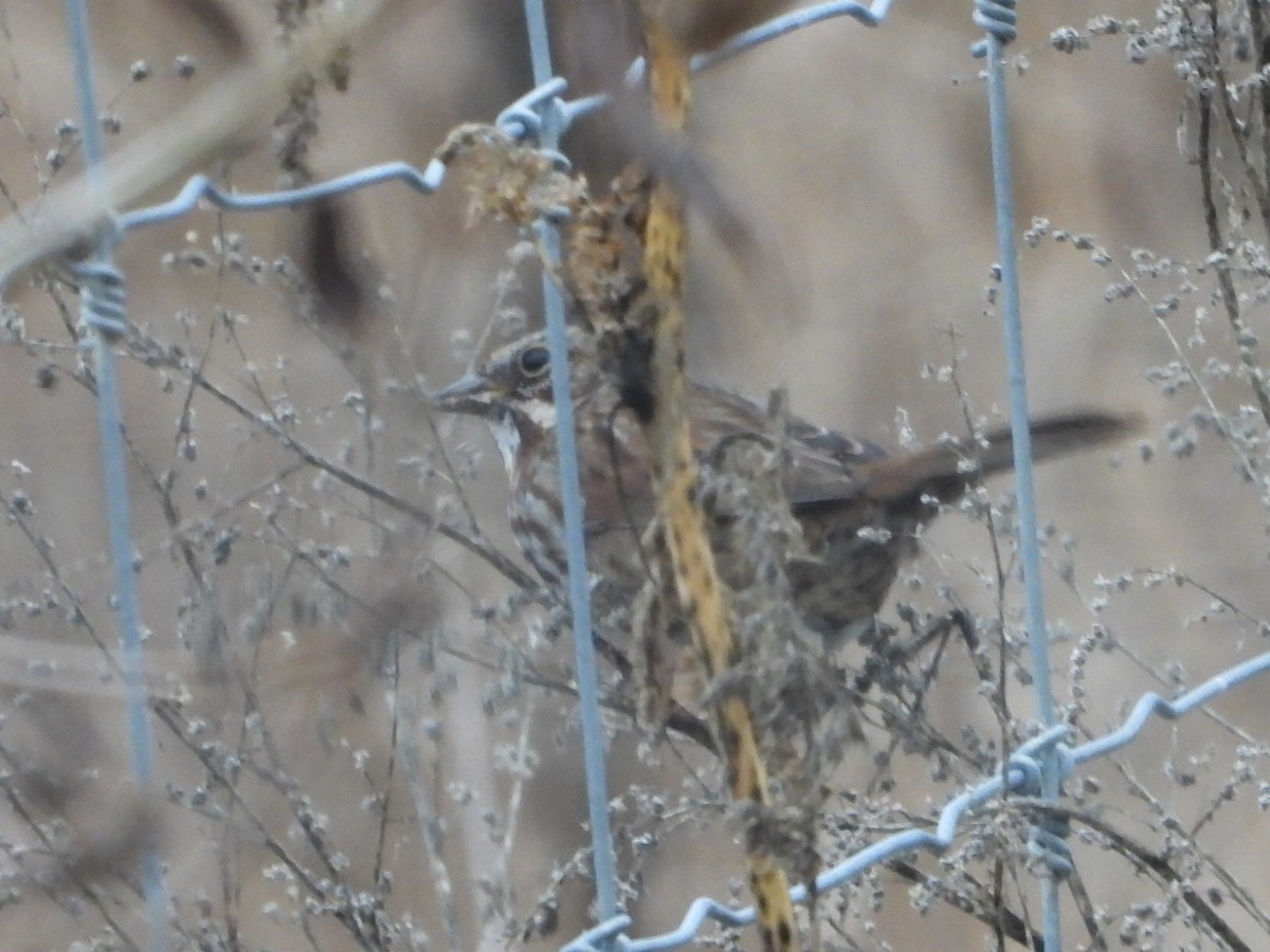 Song Sparrow - ML646224275