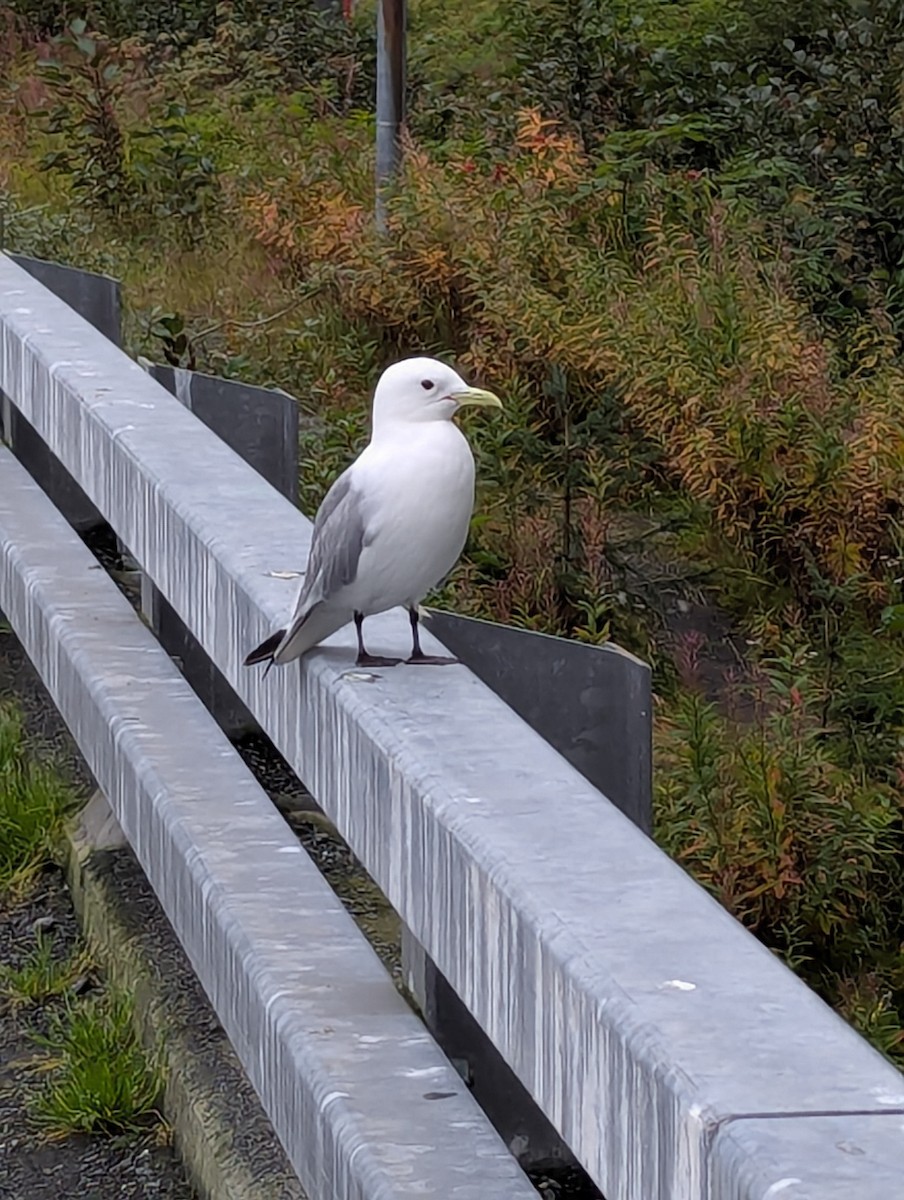 Моевка - ML646224276