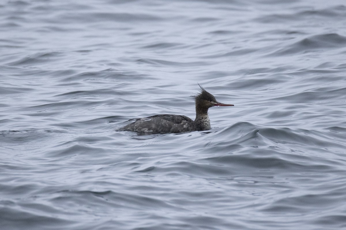 Red-breasted Merganser - ML646224277