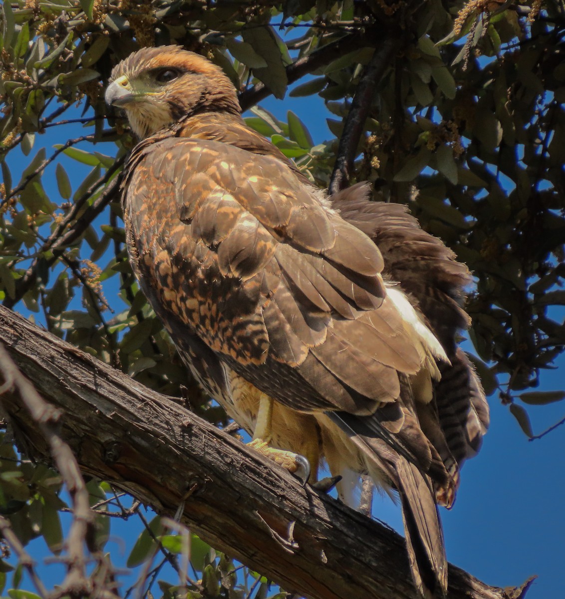 Harris's Hawk - ML646224280