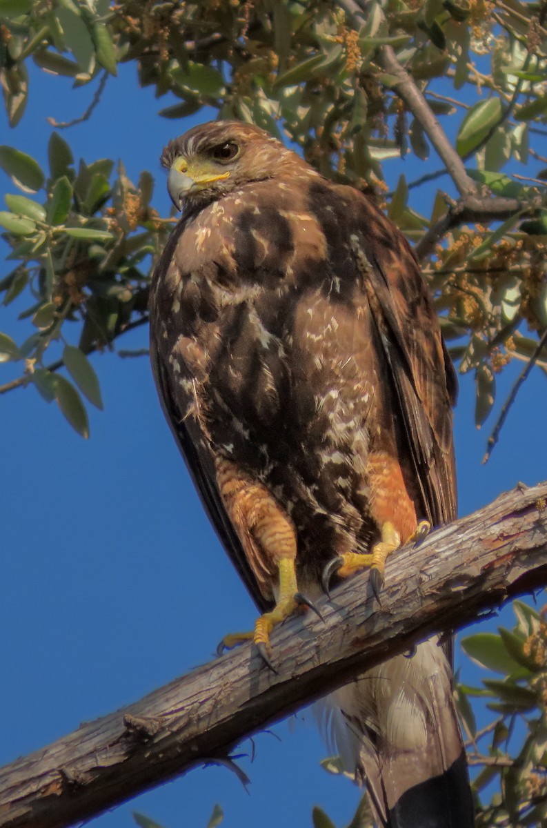 Harris's Hawk - ML646224283