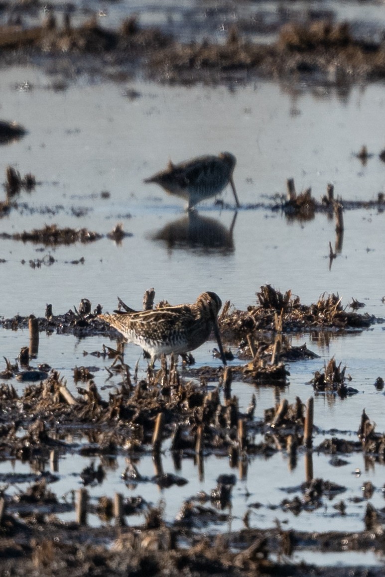 Wilson's Snipe - ML646224284