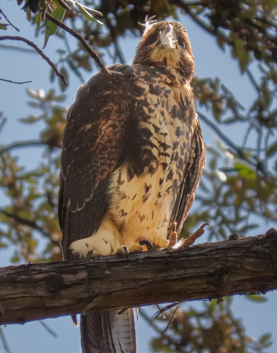 Harris's Hawk - ML646224285