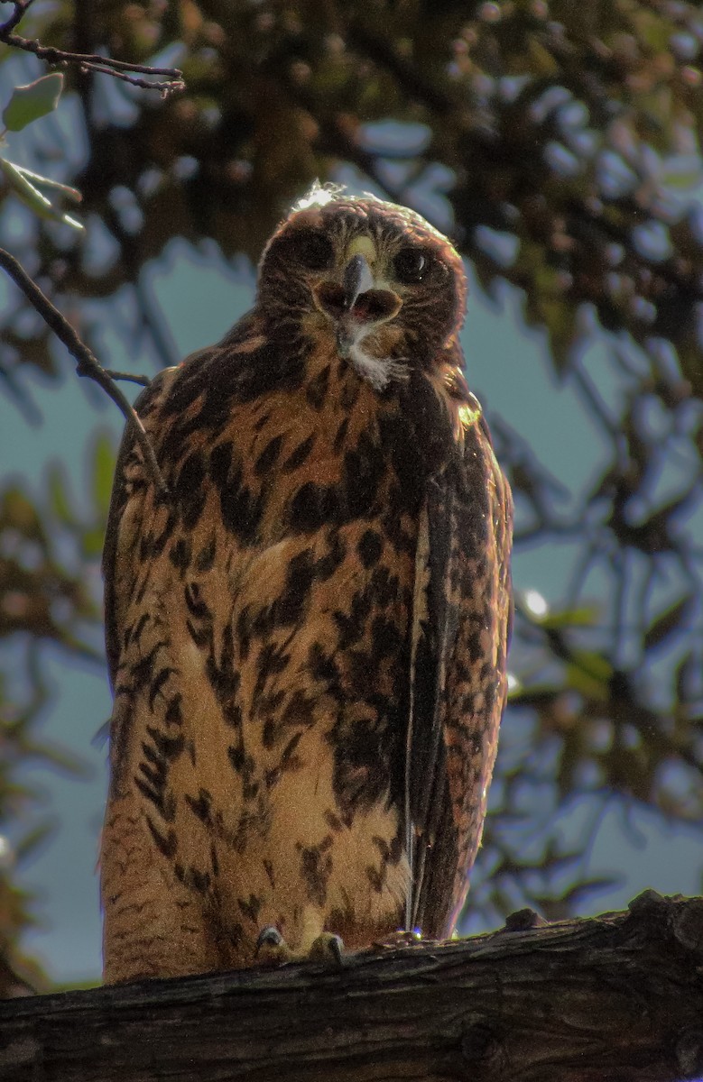 Harris's Hawk - ML646224288