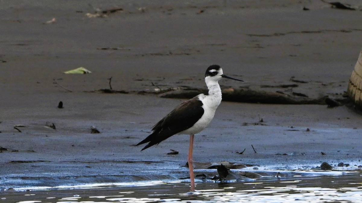 Black-necked Stilt - ML646224320