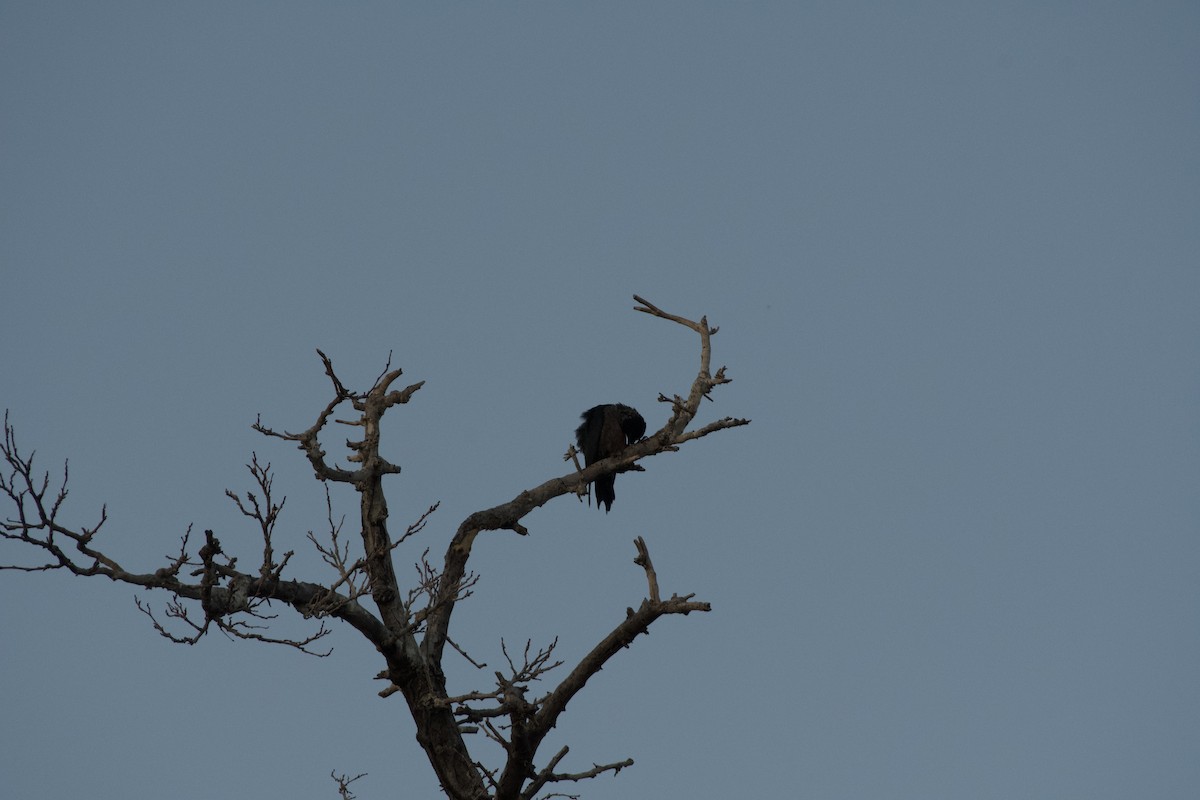 Lewis's Woodpecker - ML646224328