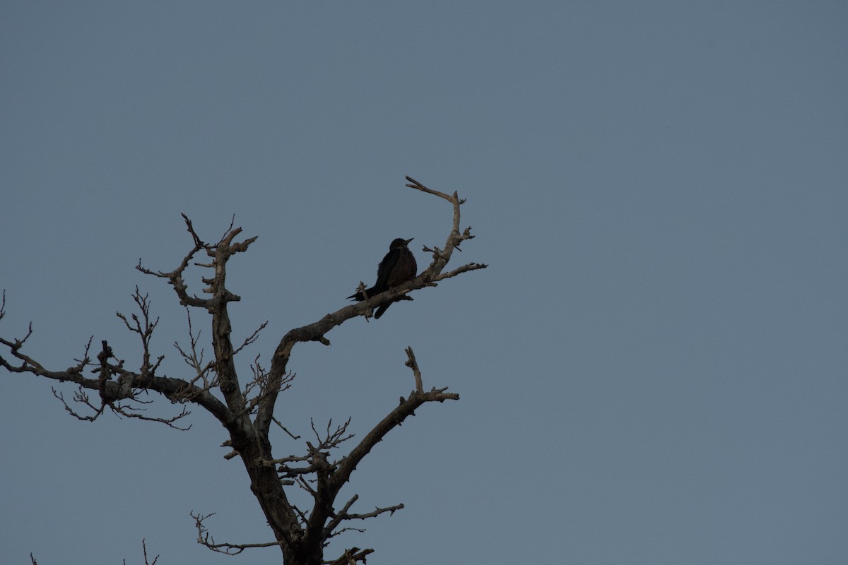 Lewis's Woodpecker - ML646224329