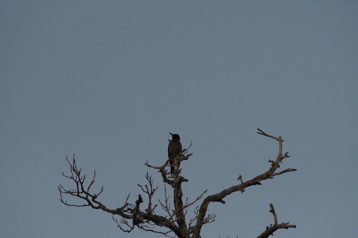 Lewis's Woodpecker - ML646224331