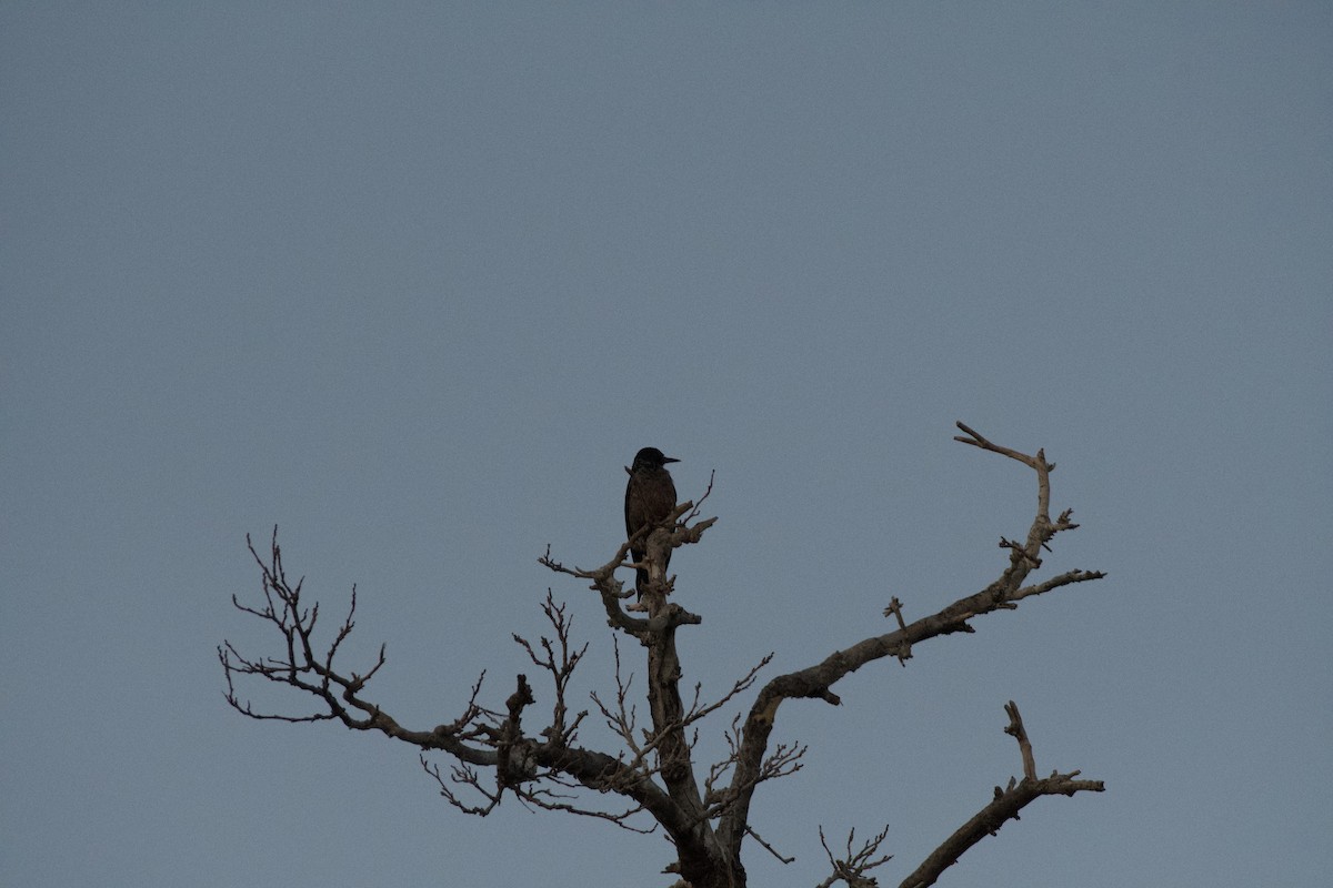 Lewis's Woodpecker - ML646224332