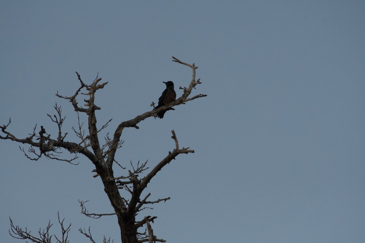 Lewis's Woodpecker - ML646224333