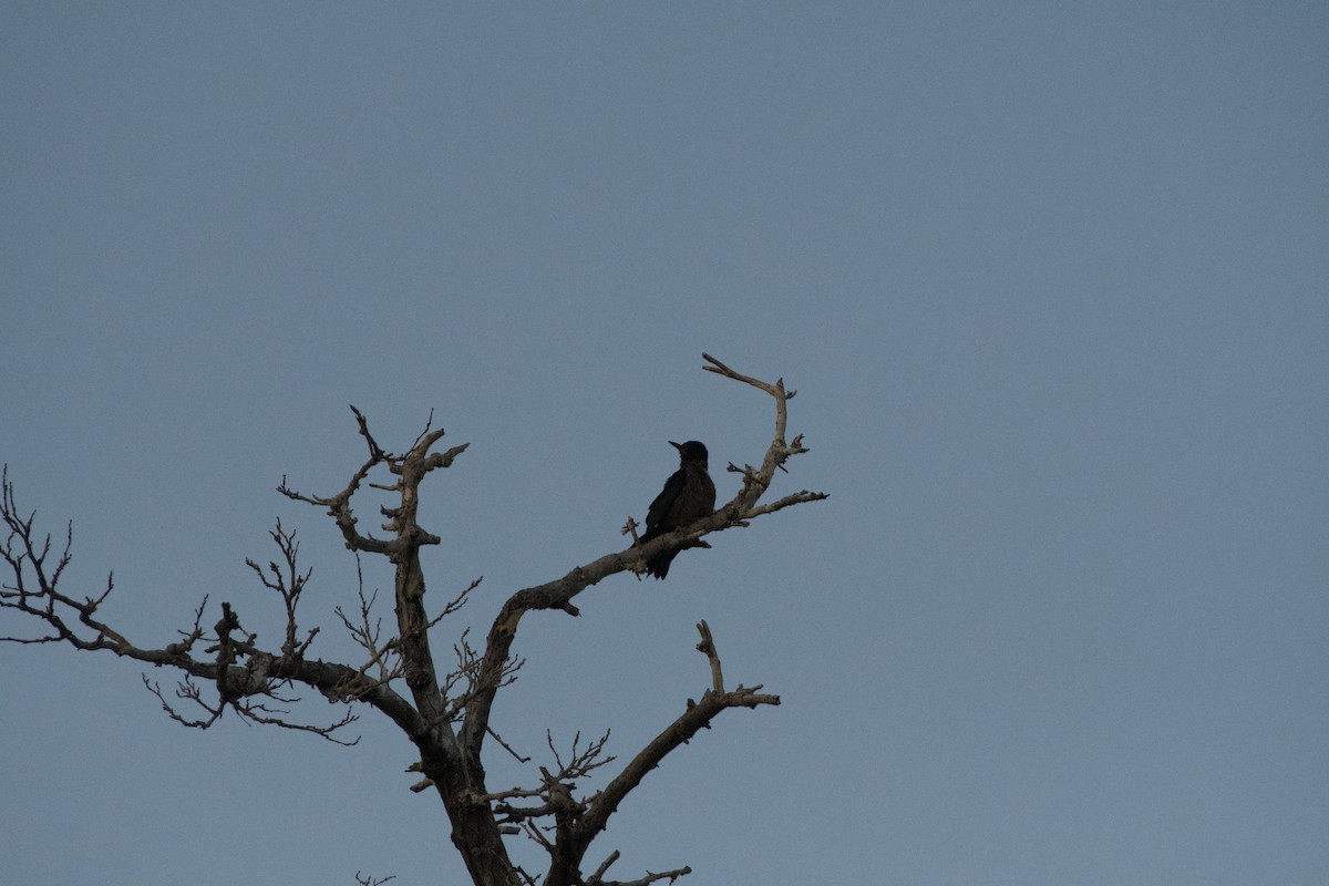 Lewis's Woodpecker - ML646224335
