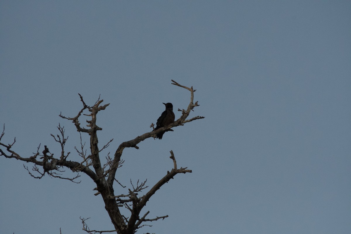 Lewis's Woodpecker - ML646224336