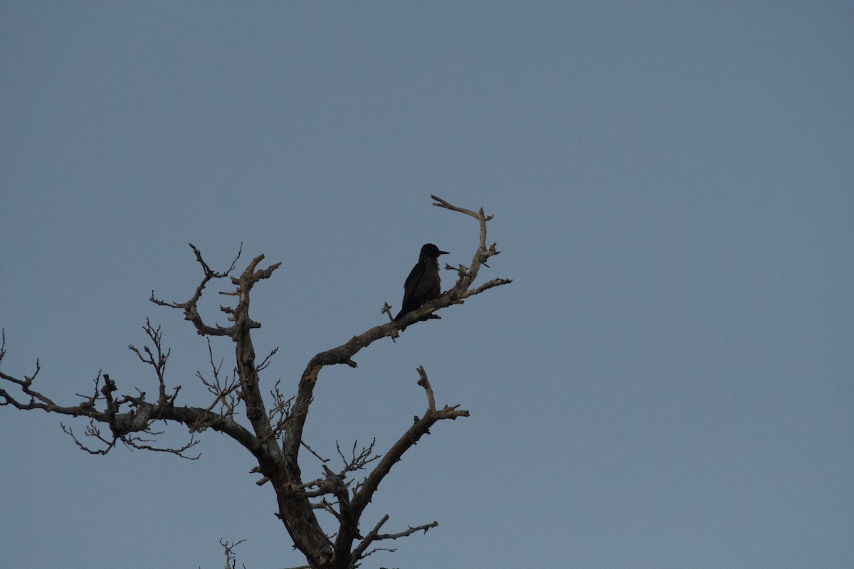 Lewis's Woodpecker - ML646224338
